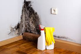 Trusted Minneola, FL Mold Removal Services Experts